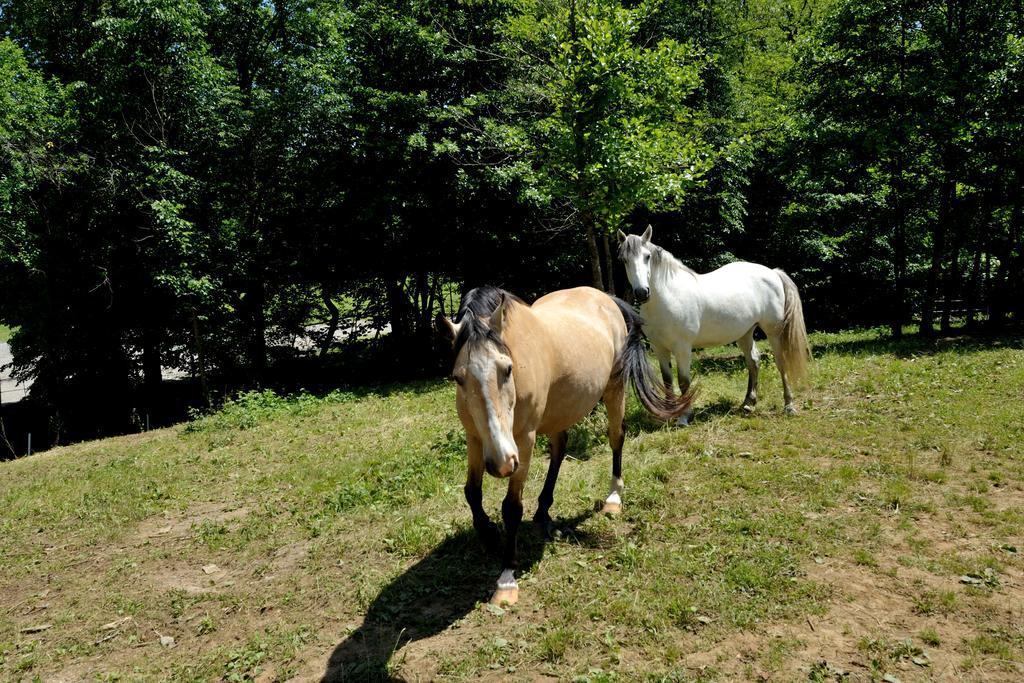 Tourist Farm Dujceva Domacija Villa Vremski Britof Екстериор снимка